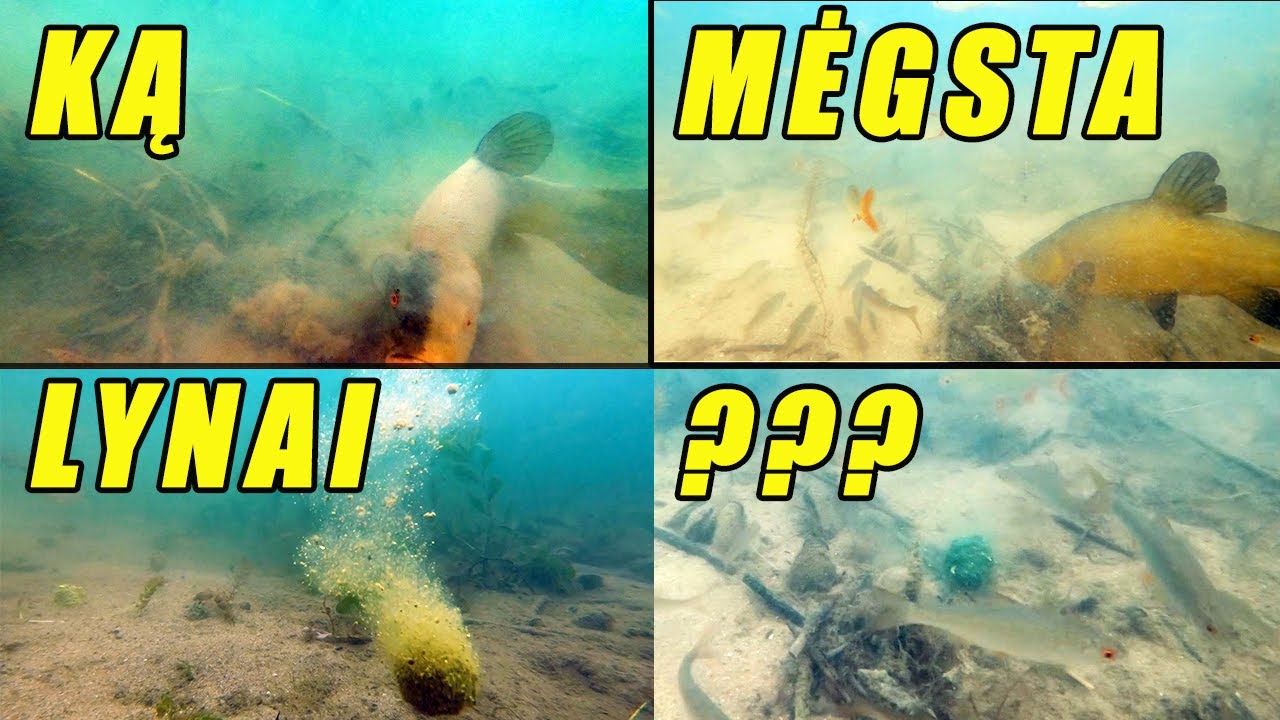 Jaukų eksperimentas po vandeniu